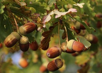 “ბაბუაწვერას ფესვი, რკო და ხავსი: გაქრება თუ არა ყავა მაღაზიის თაროებიდან და რით შევცვალოთ ის?” – რას წერს რუსული პრესა