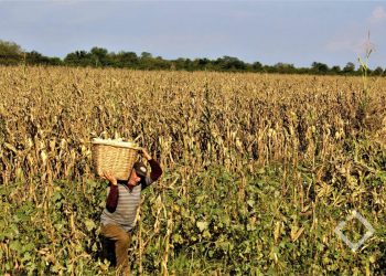 მთავრობა მცირემიწიანი ფერმერების სუბსიდირების პროგრამას იწყებს – რამდენს გადაუხდიან 1 ჰექტარზე მიწის მესაკუთრეებს?