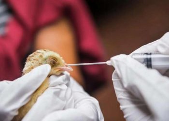 ჩინეთში H3N8 ტიპის ფრინველის გრიპით ადამიანის ინფიცირების პირველი შემთხვევა დაფიქსირდა