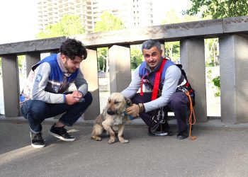 მაშველებმა მტკვარში ჩავარდნილი ძაღლი გადაარჩინეს
