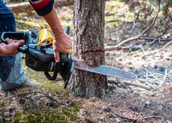 თბილისში, ხეების უკანონოდ მოჭრისთვის, ჯარიმა 10-ჯერ გაიზრდება