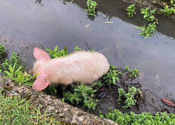 “მოკლეს, იმიტომ რომ გოჭია – ძაღლი რომ ყოფილიყო ვინმე შეიფარებდა, სანამ მივიდოდით”