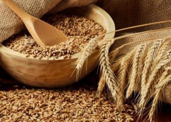 სოფლის მეურნეობის სამინისტრო ქვეყანაში ხორბლის ამოწურვის მიზეზზე განცხადებას ავრცელებს