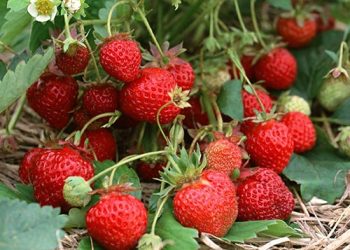 A ჰეპატიტის გავრცელების მიზეზი შესაძლოა, ორგანულ მარწყვთან იყოს დაკავშირებული