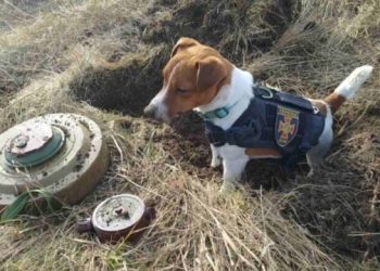 უკრაინულ გამნაღმველ ძაღლ პატრონს კანის კინოფესტივალის “პალმის ძაღლის პრემია” მიენიჭა