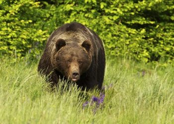 ხულოში კაცს სავარაუდოდ, დათვი დაესხა თავს