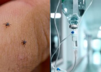 ახალციხეში ყირიმ-კონგოს ცხელება 6 ადამიანს დაუდასტურდა