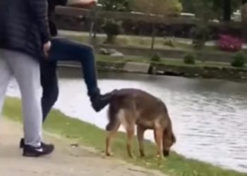 +18 – შემზარავი ვიდეო ბათუმიდან – ძაღლი ტბაში წიხლით ჩააგდეს