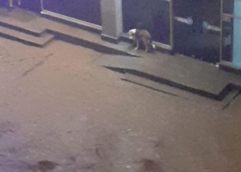 „ეს ცუგა „ლაზიკამედში“ 10 წუთით არ შეიფარეს, დენმა დაარტყა და მოკვდა… როგორ გეხვეწებოდათ და ახტებოდა კარებს“ – ტასო ლოსაბერიძე