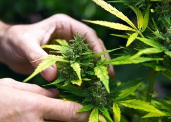 უკრაინა კანაფის წარმოებას განავითარებს –