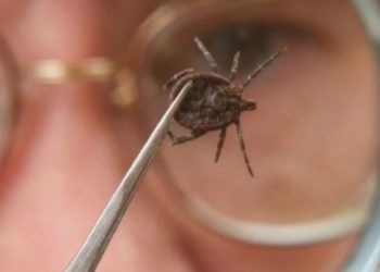 ახალციხეში ყირიმ-კონგო 21 წლის ბიჭს დაუდასტურდა