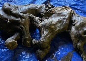 30 ათასი წლის წინ მუმიფიცირებული მდედრობითი სქესის მამონტი იპოვეს