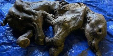 30 ათასი წლის წინ მუმიფიცირებული მდედრობითი სქესის მამონტი იპოვეს