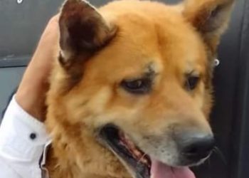 “რიჟა” სასამართლომ 2-წლიანი დაკავების შემდეგ გაათავისუფლა – “ორწლიანი წამება უნდა შერჩეთ?!”