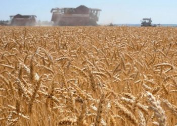 ზაპოროჟიეში ოკუპანტებმა 2 მლნ ტონამდე მარცვლეულის მოსავალი აიღეს – უკრაინული მხარე