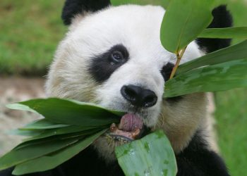 მსოფლიოს უხუცესი პანდა 35 წლის ასაკში გარდაიცვალა