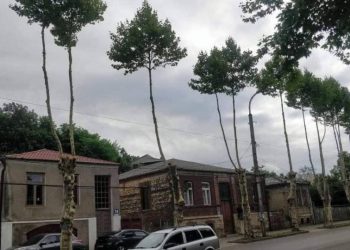 “მერიამ ასწლოვანი ჭადრები პალმებად გადააკეთა” – ქუთაისში ხეები გადაჭრეს