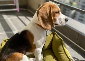 დაიკარგა 7 თვის ბიგლი, დაგვეხმარეთ პოვნაში