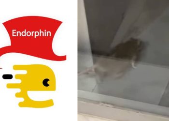 (ვიდეო) – “ენდორფინი, სამარცხვინოები ხართ, ანტისანიტარიის ზეიმია…” – ანუკა დადუნაშვილი