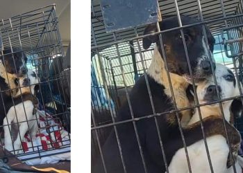 “ევთანაზიის ოთახთან სიკვდილის ელოდებოდნენ…” – ფოტო