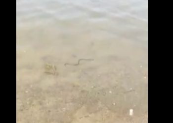 (ვიდეო) გველი ლისის ტბაში