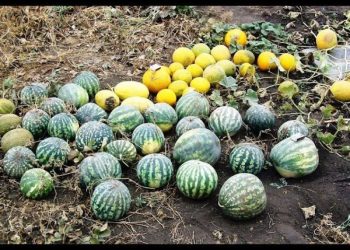 კახეთში საზამთრო და ნესვი ლპება – “დიდ სავაჭრო ცენტრებში იმპორტული პროდუქტი იყიდება” – რას ამბობენ გლეხები