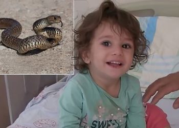 2 წლის გოგონამ გველი დაკბინა და მოკლა – რა მოხდა თურქეთში