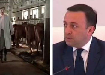 “ხბოს უნდა შეეძლოს საკუთარი თავის გასუფთავება” – მთავრობამ ხბოს გაზრდის რეგლამენტი დაამტკიცა