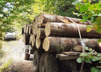 „ნამახვანჰესი რომ არ ააშენებინეს, აქაოდა, ტყეს არ მივცემთ 49 წლით სხვასო, ახლა მისაცემიც არაფერი დარჩება – ეს ყველაფერი სექტემბრისთვის ერთ-ერთი მინისტრის პორტფელს შეიწირავს“