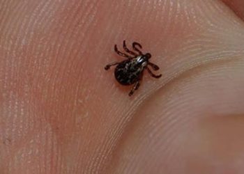 საქართველოში, ყირიმ-კონგოს 2 ახალი შემთხვევა დაფიქსირდა