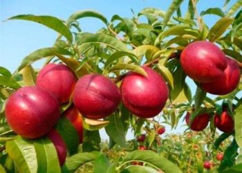 ,,ვერ ვყიდი, მოდით და წაიღეთ უფასოდ” – განცხადება სოციალურ ქსელში