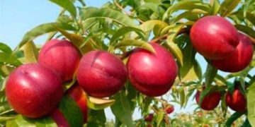 ,,ვერ ვყიდი, მოდით და წაიღეთ უფასოდ” – განცხადება სოციალურ ქსელში