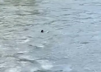 მდინარე მტკვარში ქალი ჩავარდა