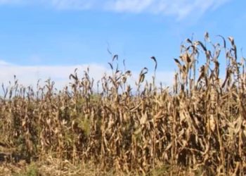 “მოსავლის 90 პროცენტი გაანადგურებულია” – რა ხდება დასავლეთ საქართველოში?