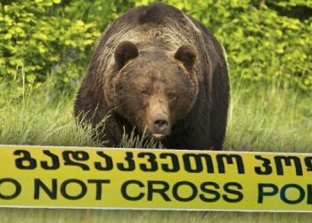 შემზარავი შემთხვევა მაღალმთიან აჭარაში – დათვმა მწყემსი დაგლიჯა