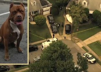 ნიუ-იორკში, ქართველი ქალი დაღუპული შვილის პიტბულმა მოკლა