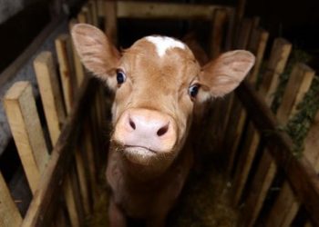 სა­ქარ­თვე­ლოს მთავ­რო­ბამ ხბოს დაც­ვის რეგ­ლა­მენ­ტი და­ამ­ტკი­ცა, რო­მელ­შიც გან­სა­ზღვრუ­ლია, რა პი­რო­ბებ­ში უნდა ცხოვ­რობ­დნენ ხბო­ე­ბი