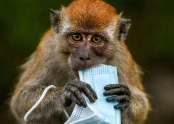 “ნუ დაადანაშაულებთ მაიმუნებს “მაიმუნის ყვავილის” გავრცელებაში” – ჯანმო