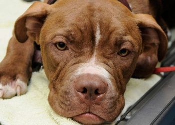 „მაიმუნის ყვავილით“ ადამიანისგან ძაღლი დაინფიცირდა – ჯანმო