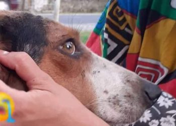 +18 – “ძაღლი დაცხრილულია, 100-მდე ტყვიით აქვს ჭრილობა მიყენებული” – ფოტოები