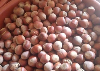 ერთი კილოგრამი თხილი 2,40 ლარი გახდა