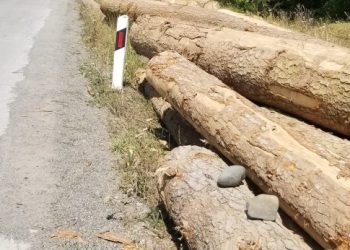 “სანამ ბორჯომში ხანძარს ებრძვიან, ბაკურიანში უნიკალურ ტყეს ჩეხავენ” – ფოტო და ვიდეო