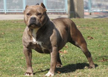 ვარკეთილში პიტბულმა სამი ადამიანი დაგლიჯა