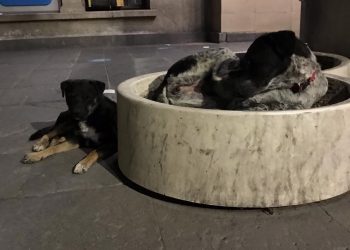 ,,უსაყვარლესი ჩორტიკა მოკლეს… ეს მანიაკი დამიზნებით კლავს ძაღლებს“