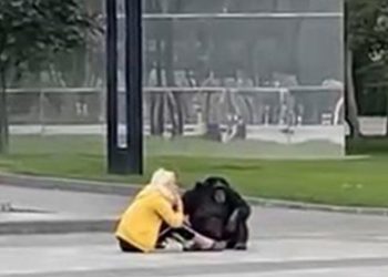 “რუსული დაბომბვის შედეგად, მაიმუნი ქალაქში გამოვიდა მშვიდი საუბარი გააბა” – ფოტო უკრაინიდან