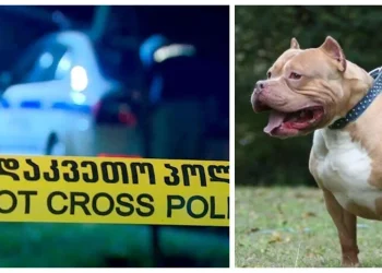 “მუცელი დაუგლიჯა ორს, შემდეგ ბიჭზე გაიწია… 7 ტყვია დაჭირდა პოლიციას” – ვარკეთილში პიდბულმა 3 ადამიანი დაგლიჯა