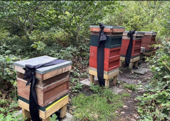 სამეფო ფუტკრებს დედოფალ ელისაბედ მეორეს გარდაცვალების შესახებ შეატყობინეს