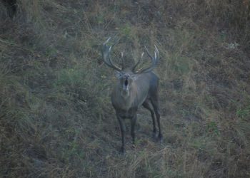 ირმების „მყვირალობა” – ბორჯომ-ხარაგაულის ეროვნული პარკიდან საოცარი ფოტოები ვრცელდება