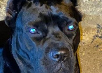 „მპოვნელი დასაჩუქრდება 4 000 ლარით“ – თბილისში ძაღლს ეძებენ