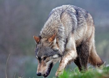 რუსთავში მგელმა ქალი დაგლიჯა